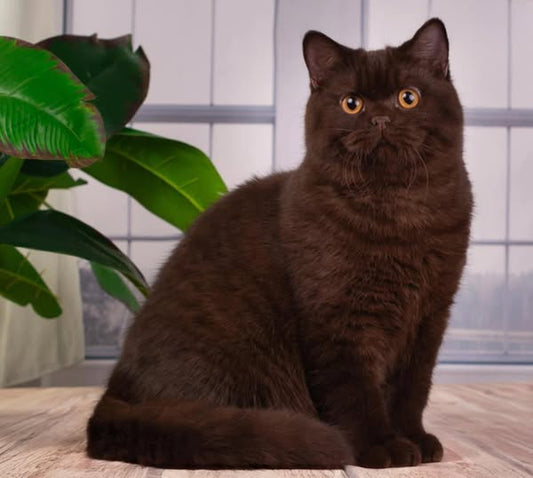 British Shorthair