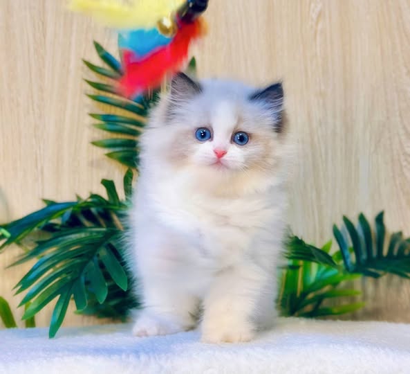 Ragdoll