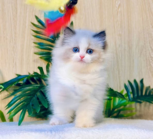 Ragdoll