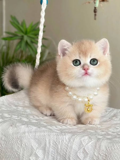 Munchkin