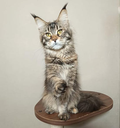 Maine Coon