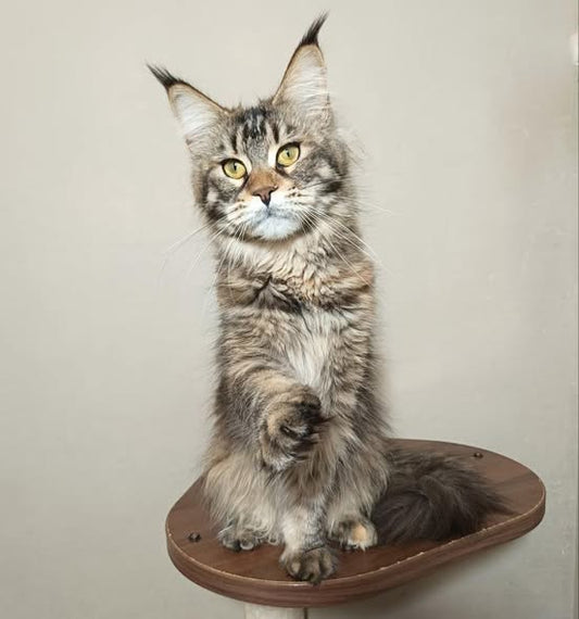 Maine Coon
