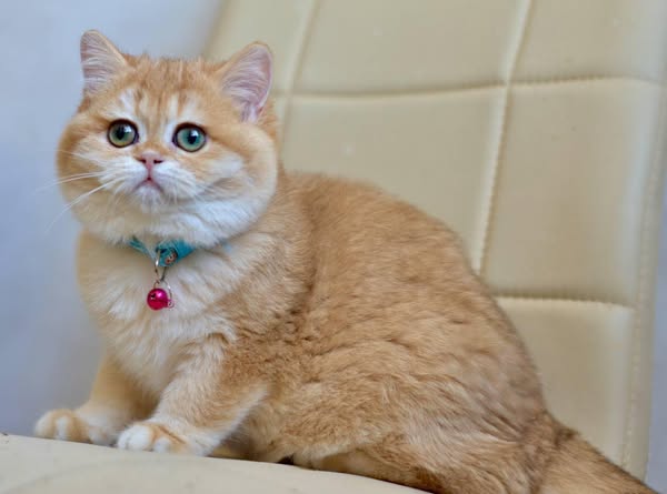 British Shorthair