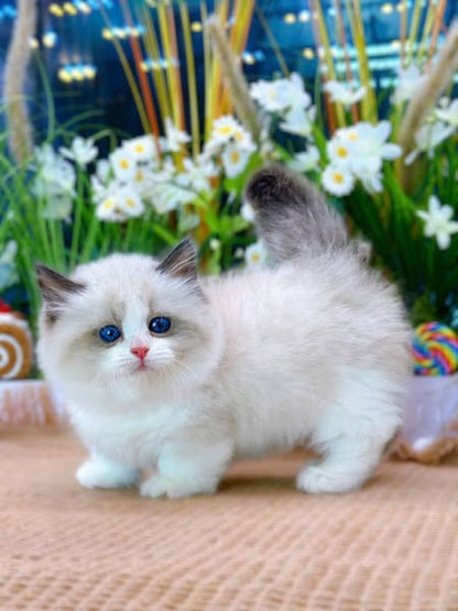 Munchkin Ragdoll