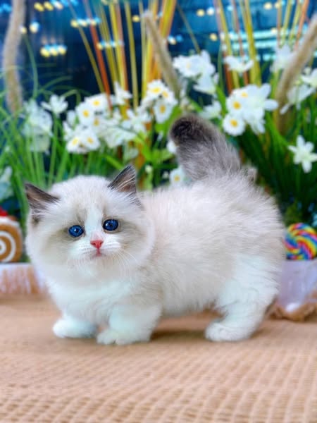 Munchkin Ragdoll