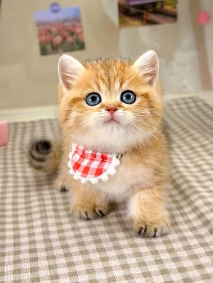 British Shorthair
