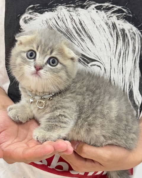 Munchkin Fold