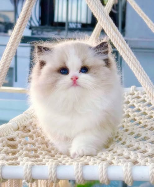 Ragdoll