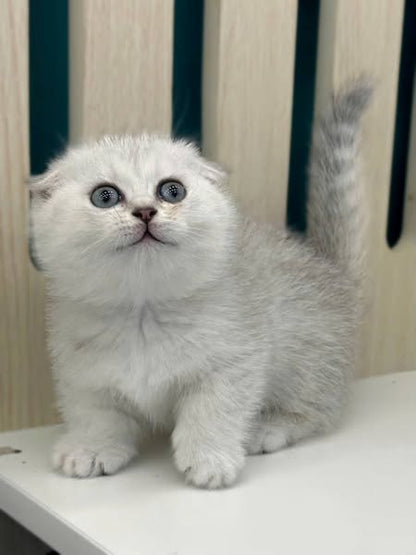 Munchkin Fold
