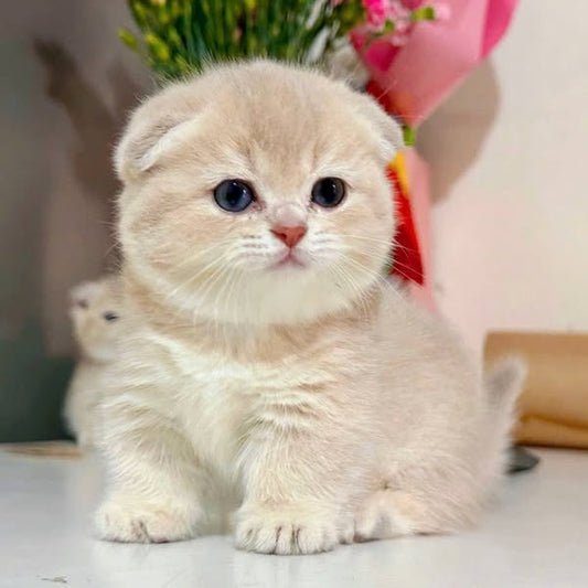 Munchkin Fold