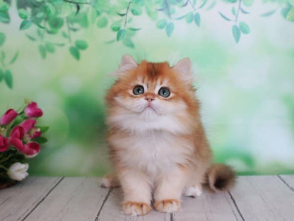 British Longhair