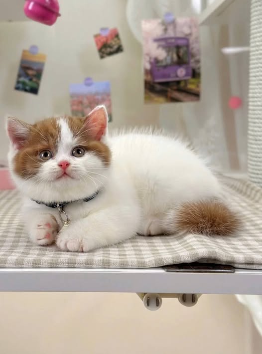 Munchkin