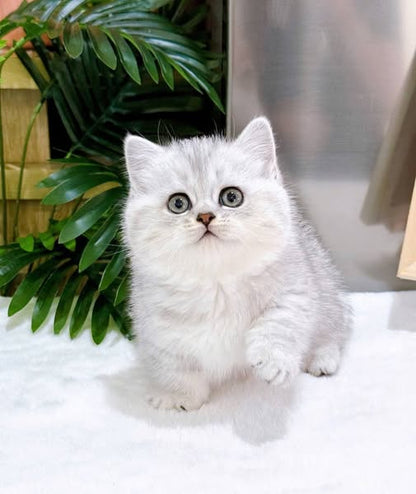 Munchkin