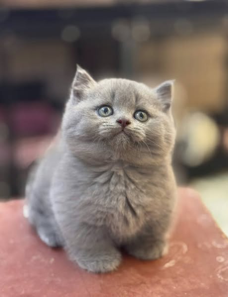 Munchkin