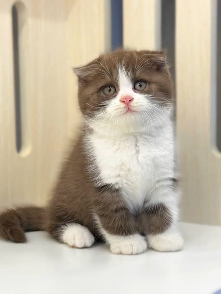 Scottish Fold