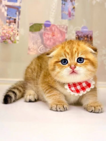 Scottish Fold