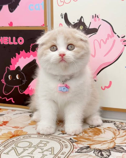 Scottish Fold