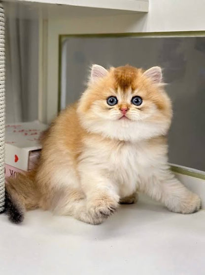 British Longhair