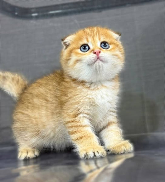 Scottish Fold
