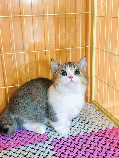Munchkin