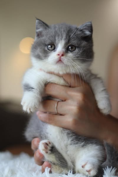 Munchkin