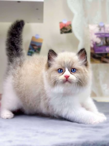 Ragdoll