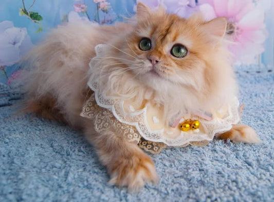 British Longhair