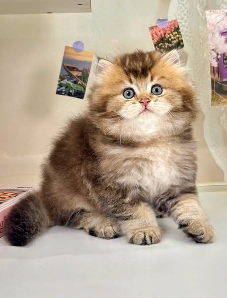 British Longhair