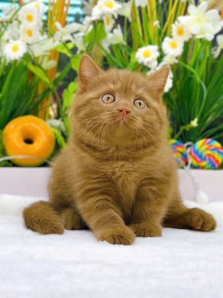 British Shorthair