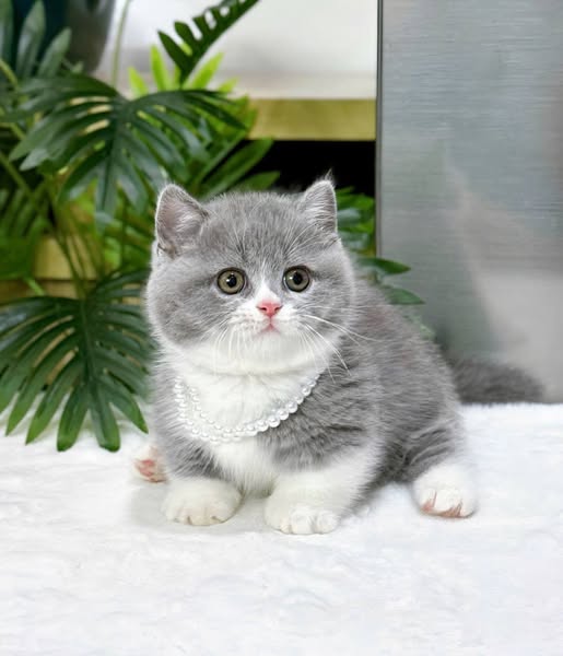 Munchkin