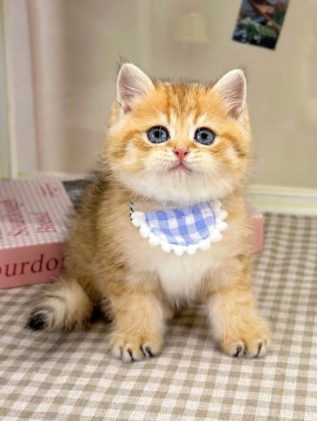 British Shorthair