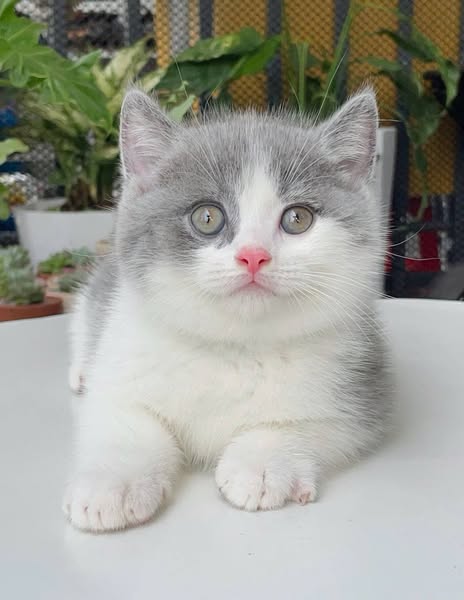 British Shorthair