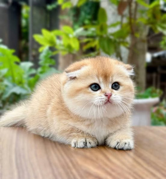Munchkin Fold