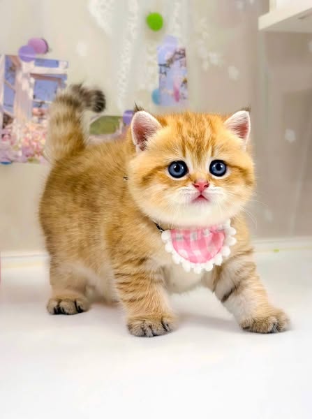 British Shorthair