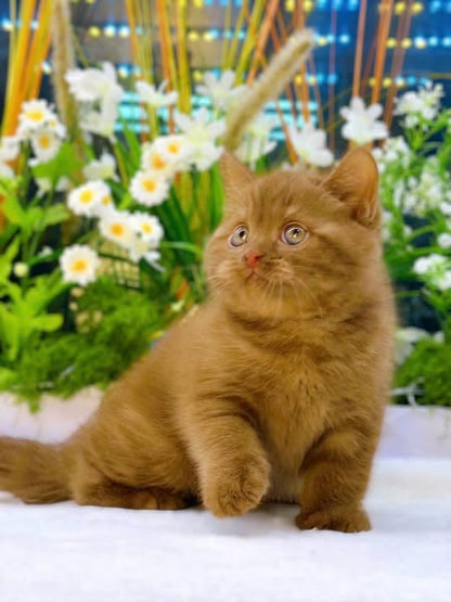 British Shorthair
