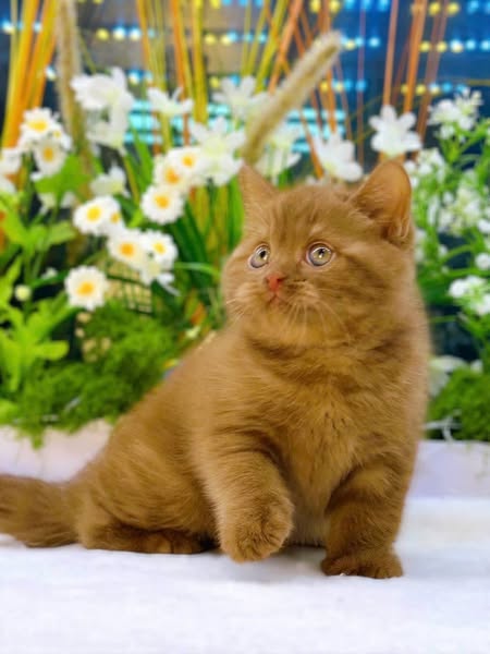 British Shorthair