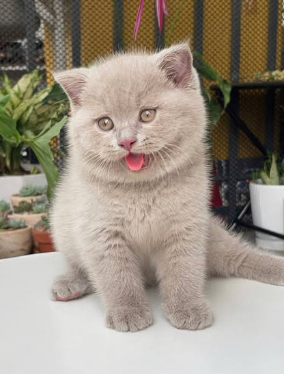 Scottish Fold