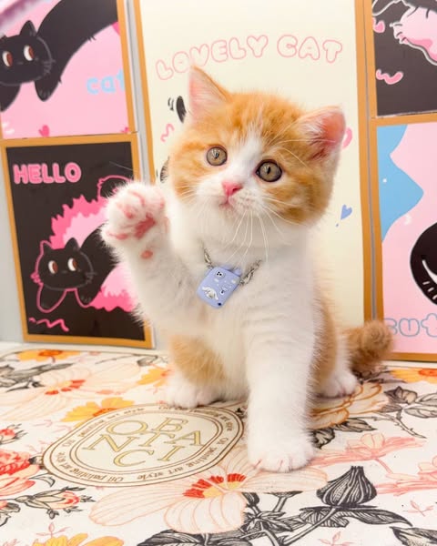 British Shorthair