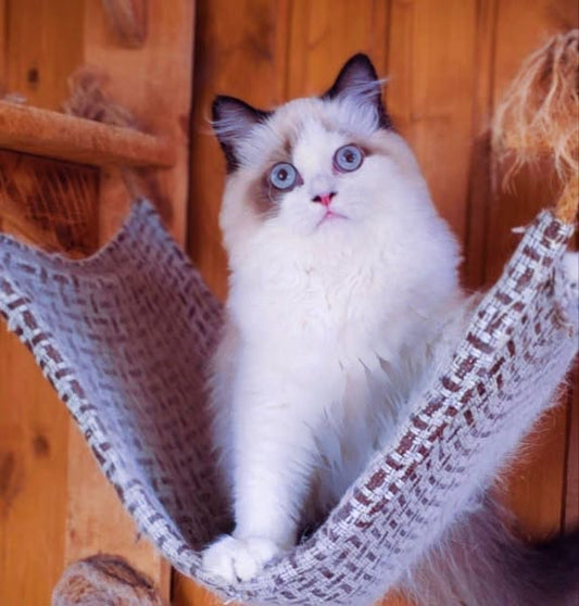 British Longhair
