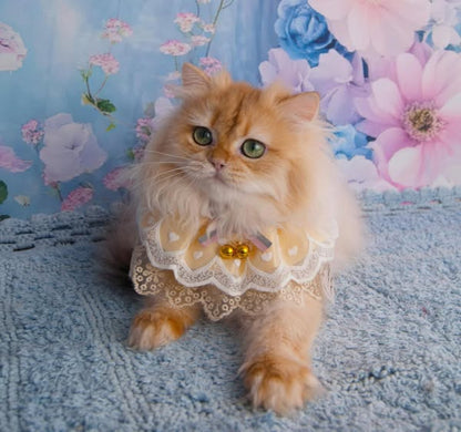 British Longhair