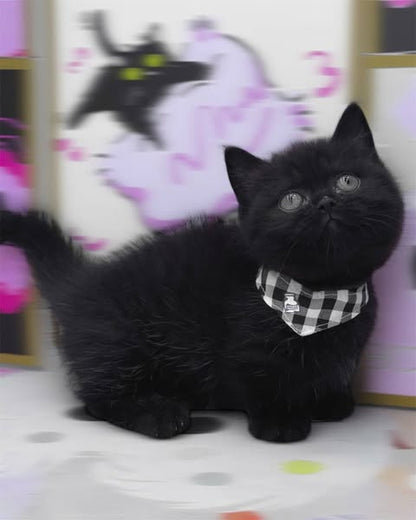 Munchkin