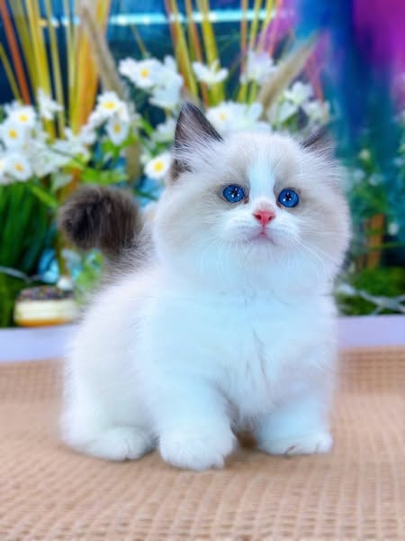 Munchkin Ragdoll