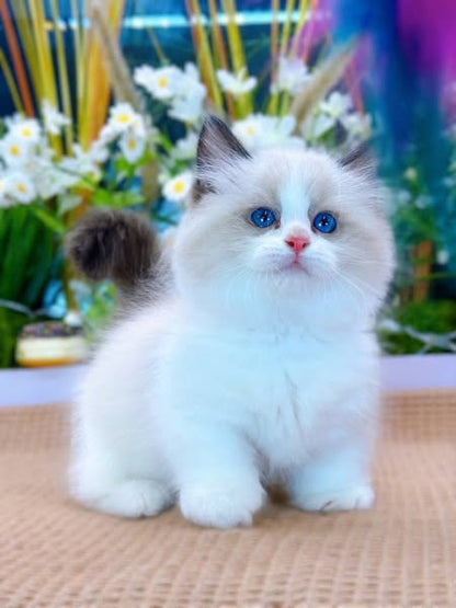 Munchkin Ragdoll