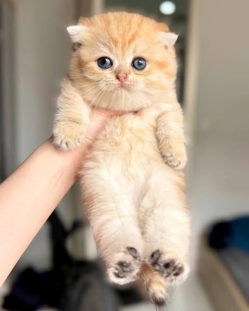 Munchkin Fold