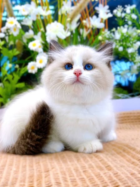 Munchkin Ragdoll