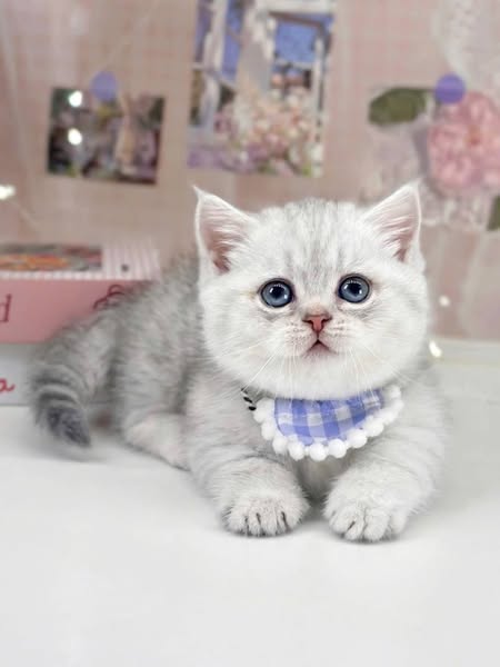 Munchkin