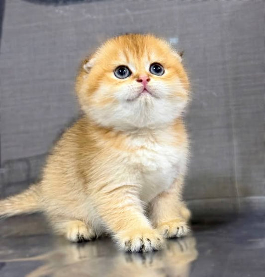 Scottish Fold