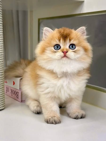 British Longhair