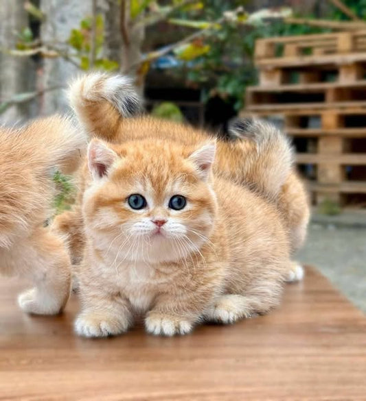 Munchkin