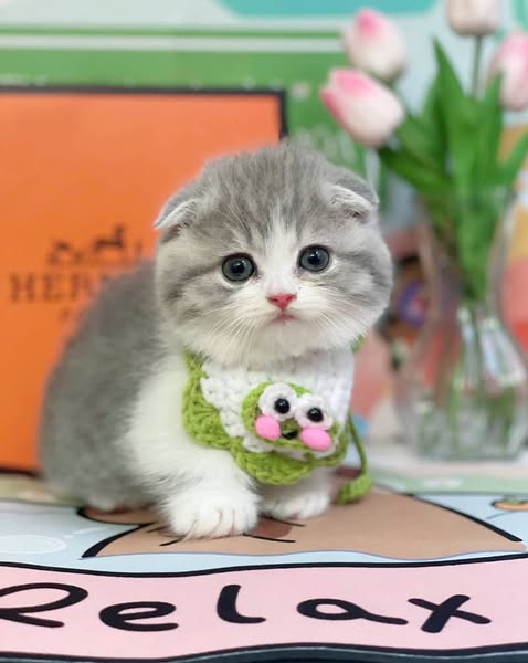 Munchkin Fold